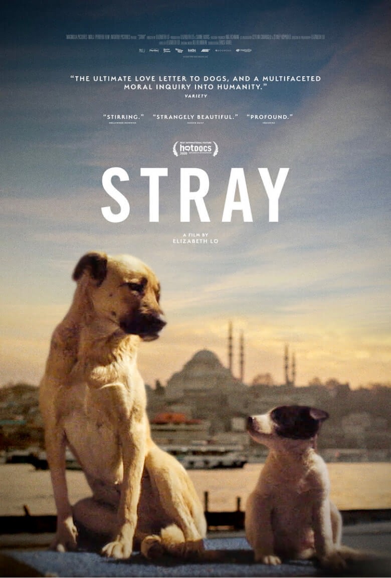 poster do documentário Stray