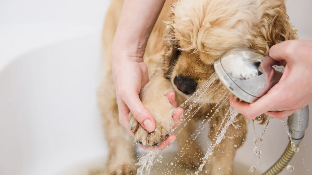 perroa lavando as patas de um cachorro na banheira