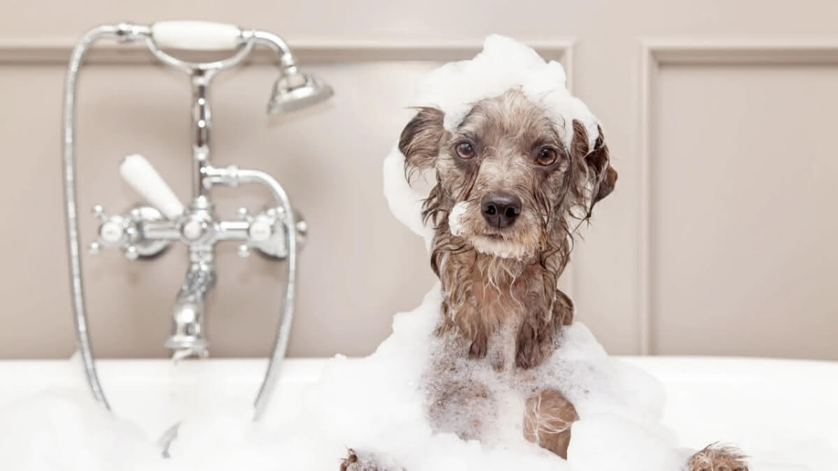 cachorro tomando banho em uma banheira, com espuma na cabeça