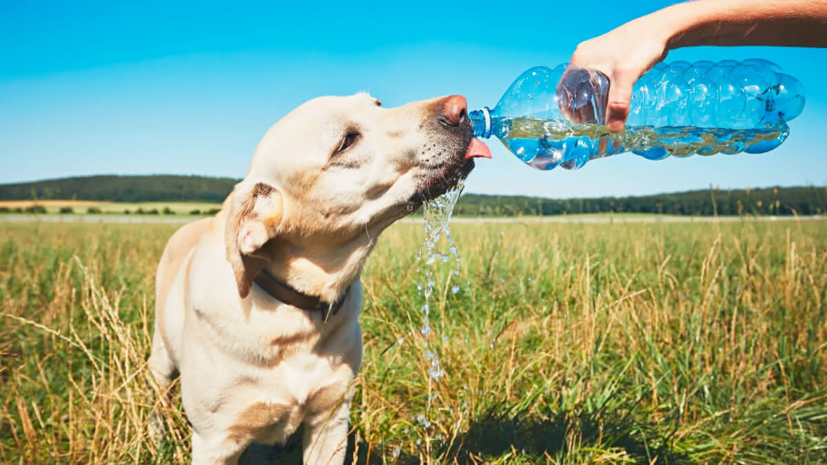 pessoa dando água para um cão com uma garrafa pet