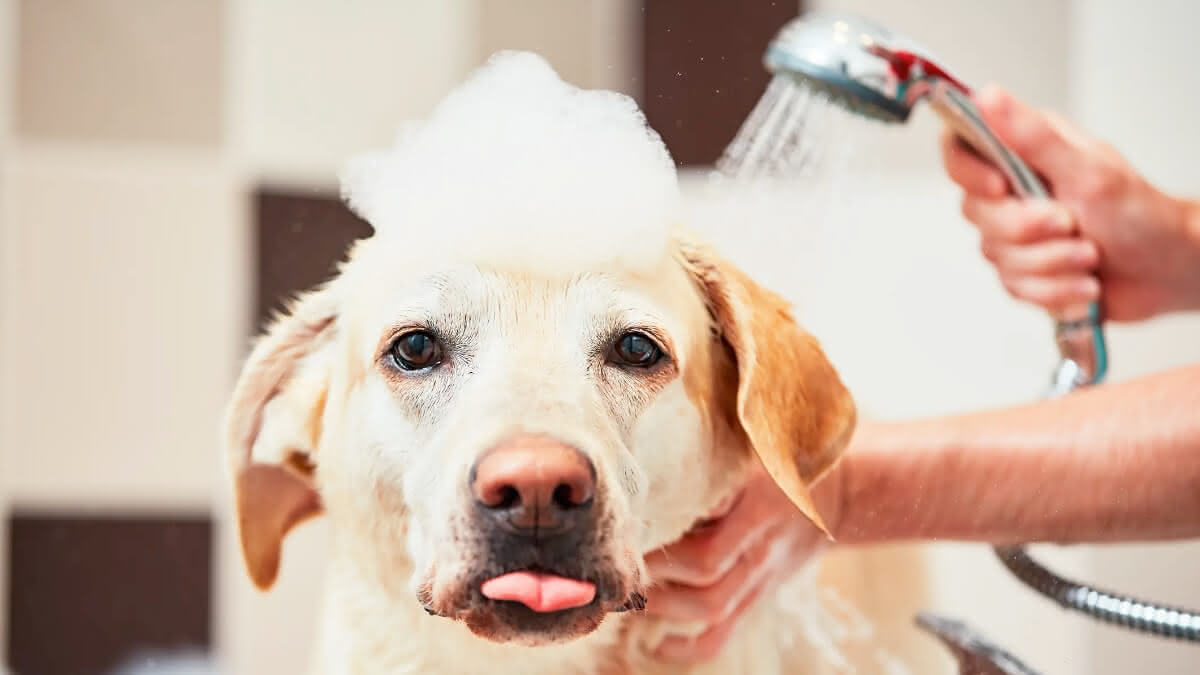 cachorro sendo lavado em uma banheira, com espuma na cabeça