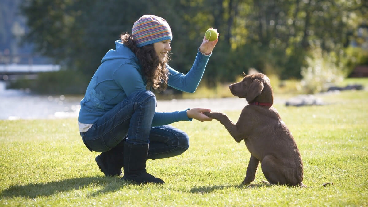 cão sendo adestrado por uma mulher segurando uma bolinha
