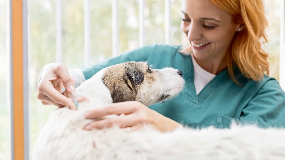 veterinária vacinando cão idoso