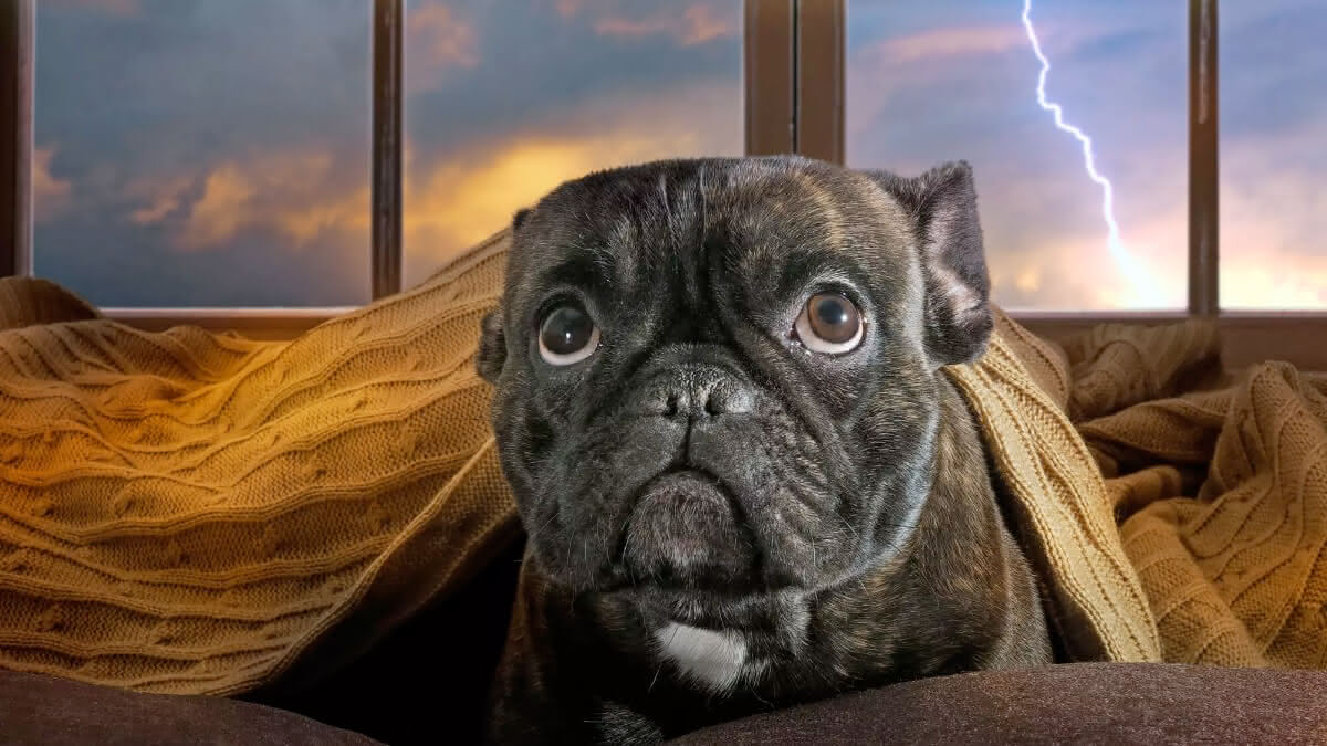 cachorro debaixo do cobertor com semblante de medo; atrás, é possível ver um raio pela janela