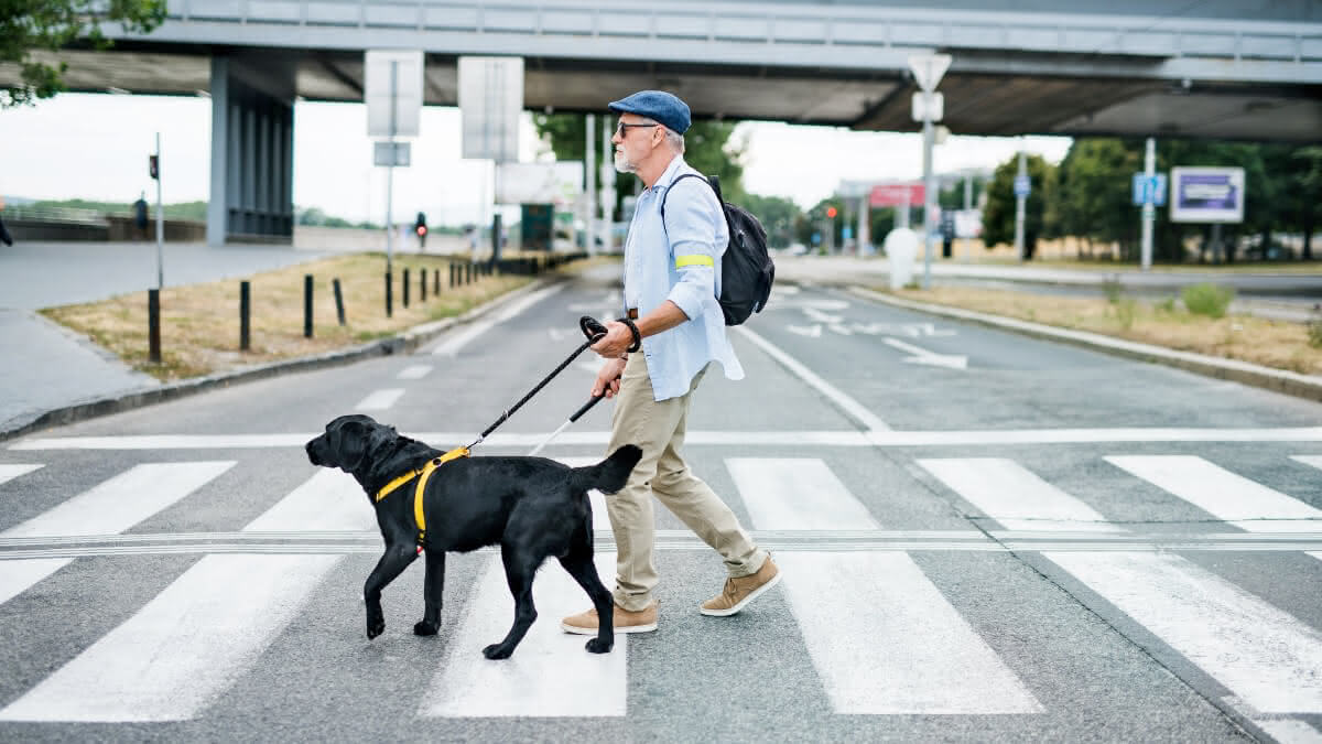 cão guia ajudando um senhor a atravessar a rua