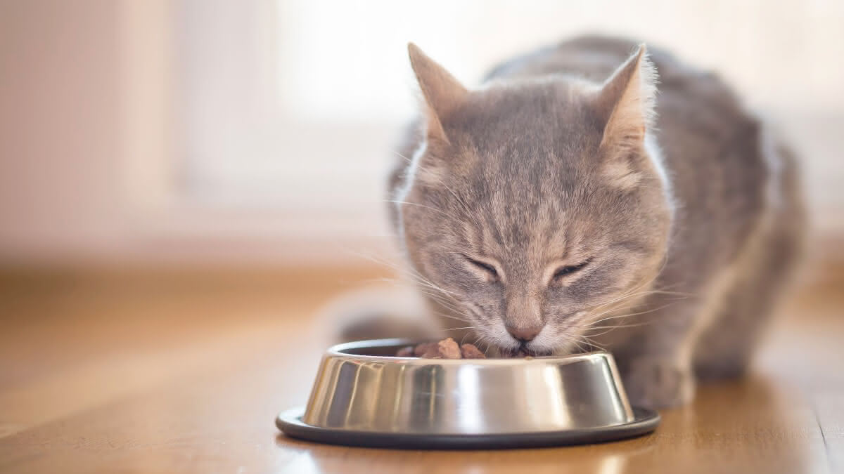 gato cinza comendo ração em seu pote