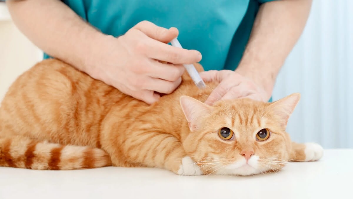 gato laranja tomando vacina