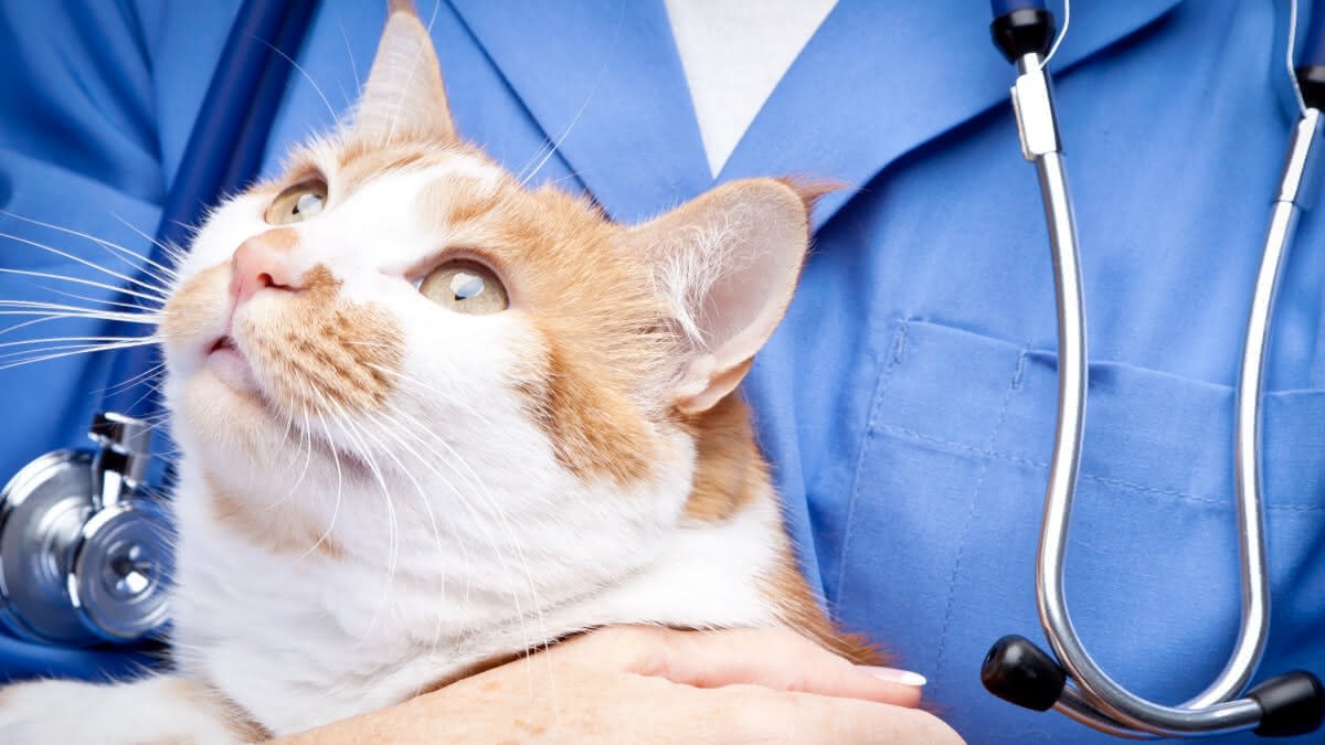 média veterinária segurando um gato no colo
