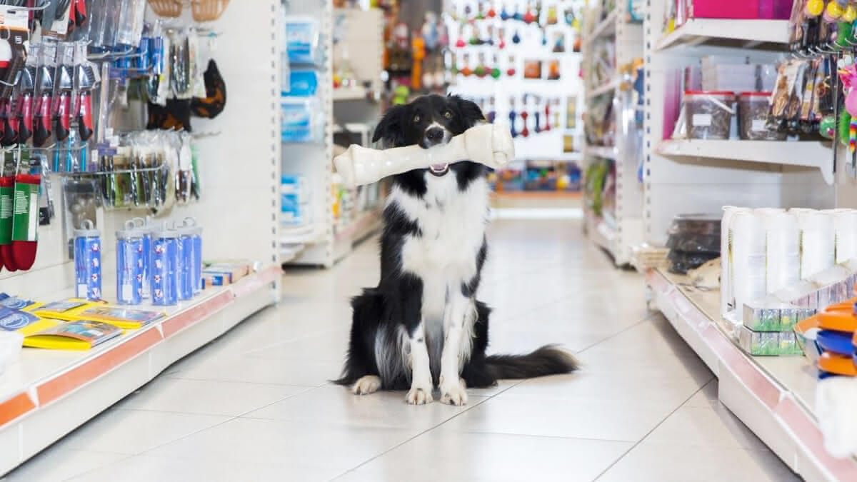 cachorro sentado, com um osso gigante na boca, no corredor de uma pet shop