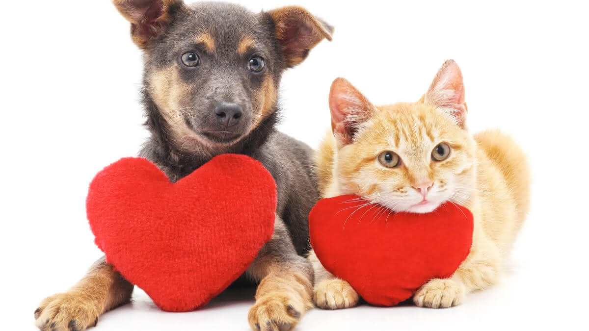 um cachorro e um gato com uma pelúcia de coração para o dia dos namorados