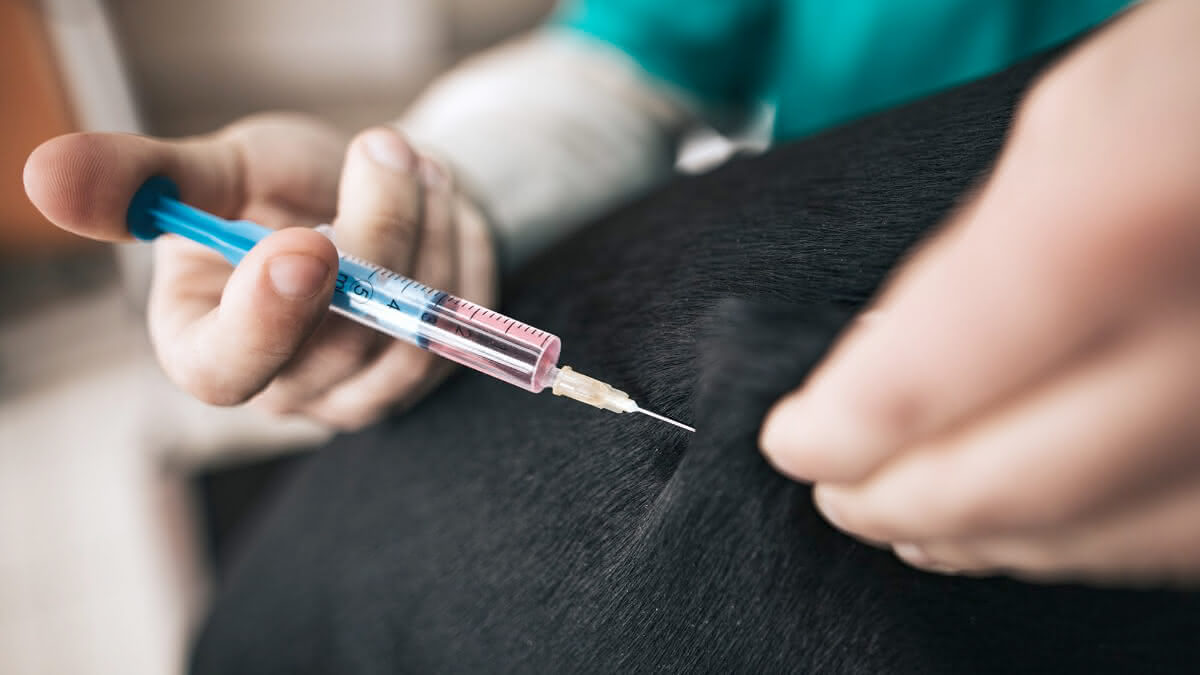 veterinária vacinando um cão preto