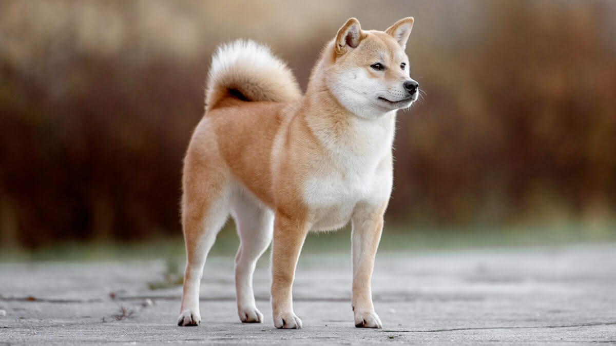 cão da raça akita