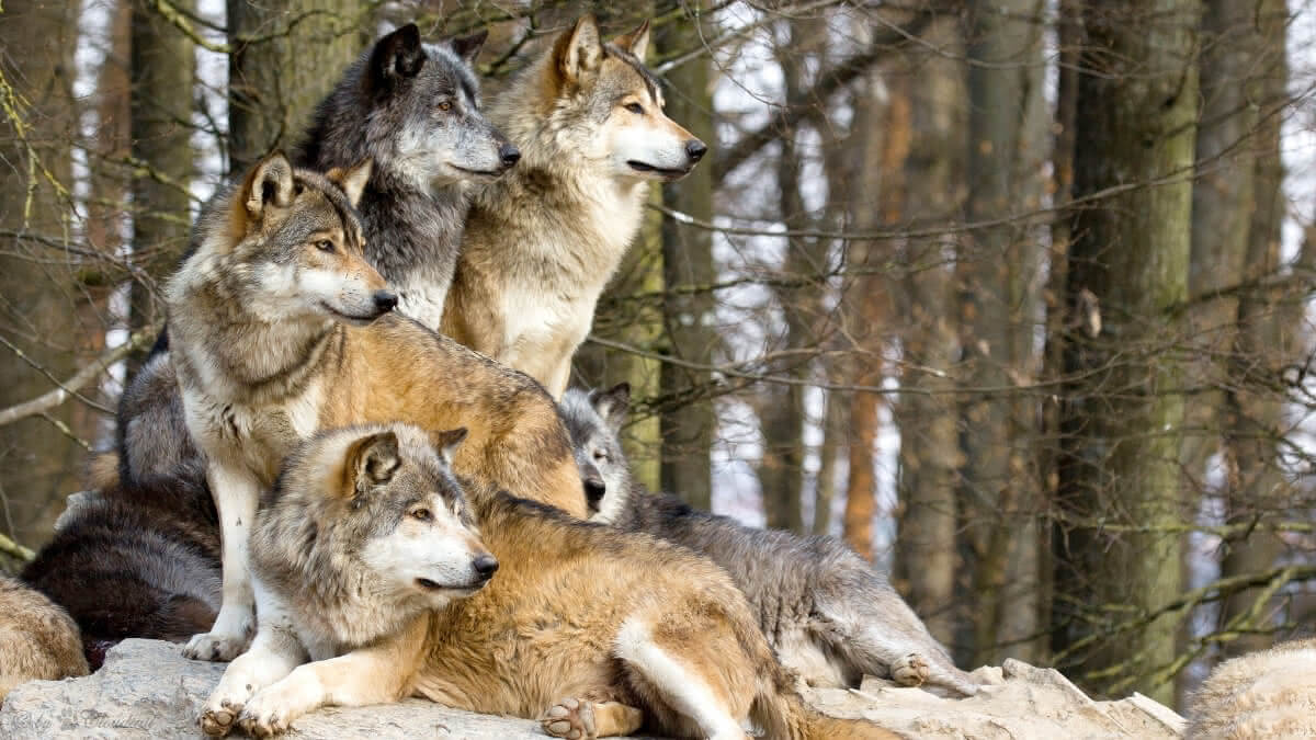 alcateia (lobos) na florestaa