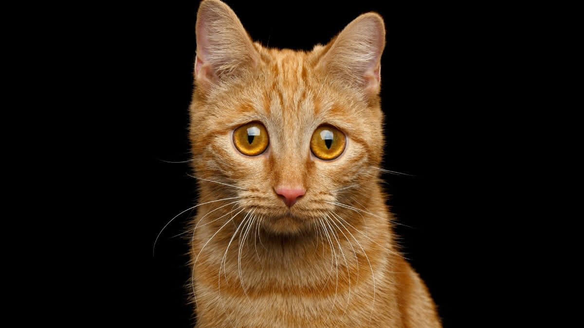 gato laranja com olhar triste