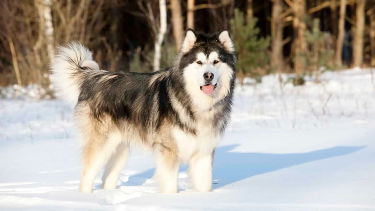 cão da raça malamute do alasca
