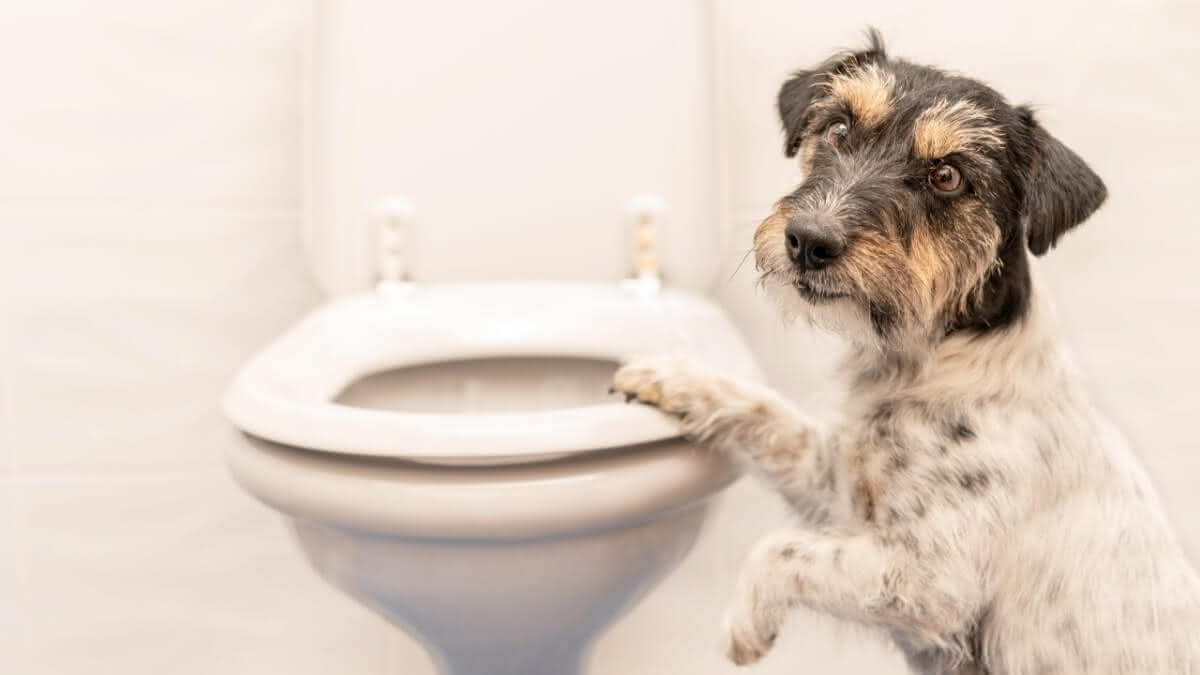 cachorro subindo em um vaso sanitário