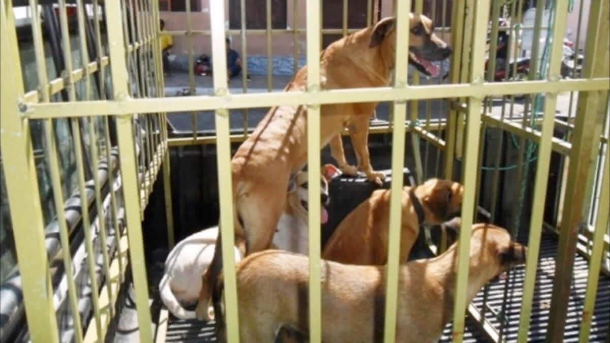 carrocinha (veículo com animais presos em uma gaiola)
