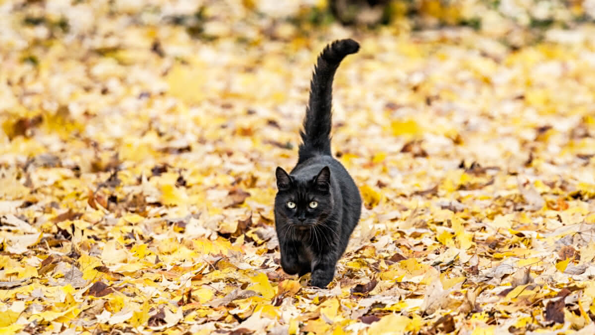 gato preto andando sob folhas