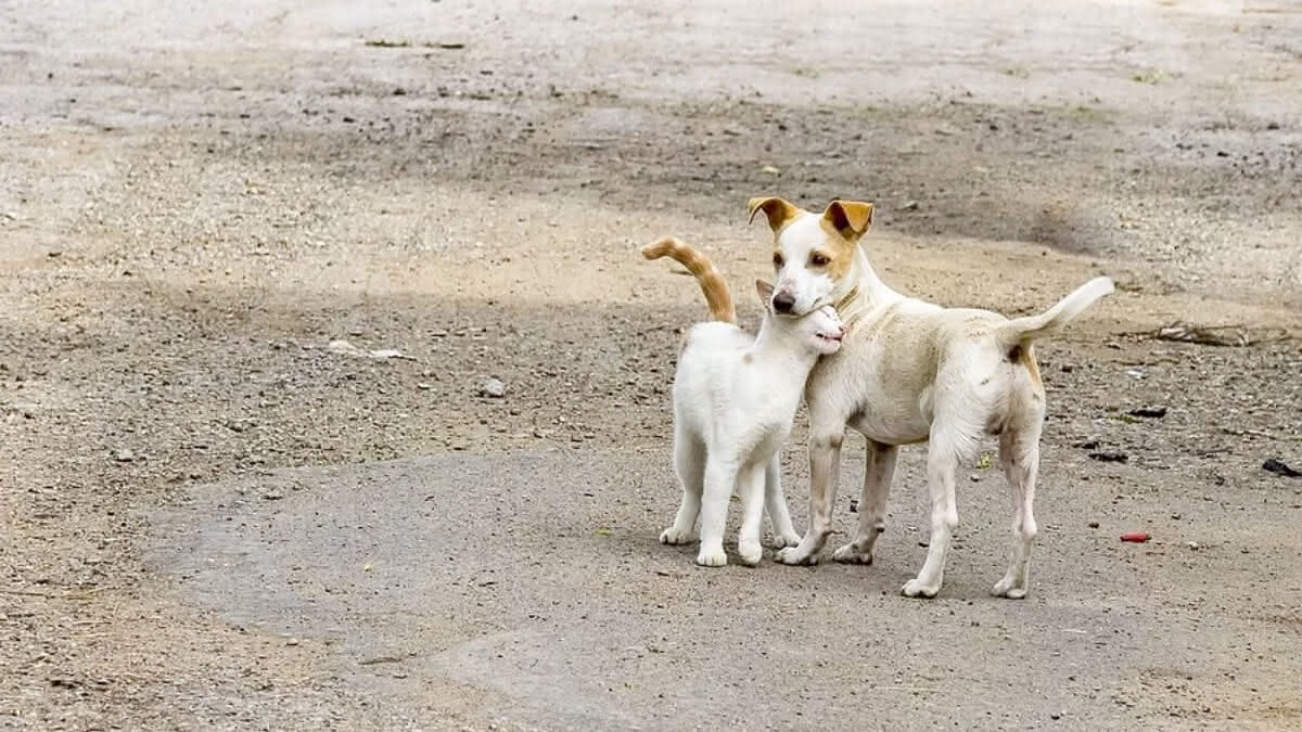 animais de rua - um gato e um cachorro brincando