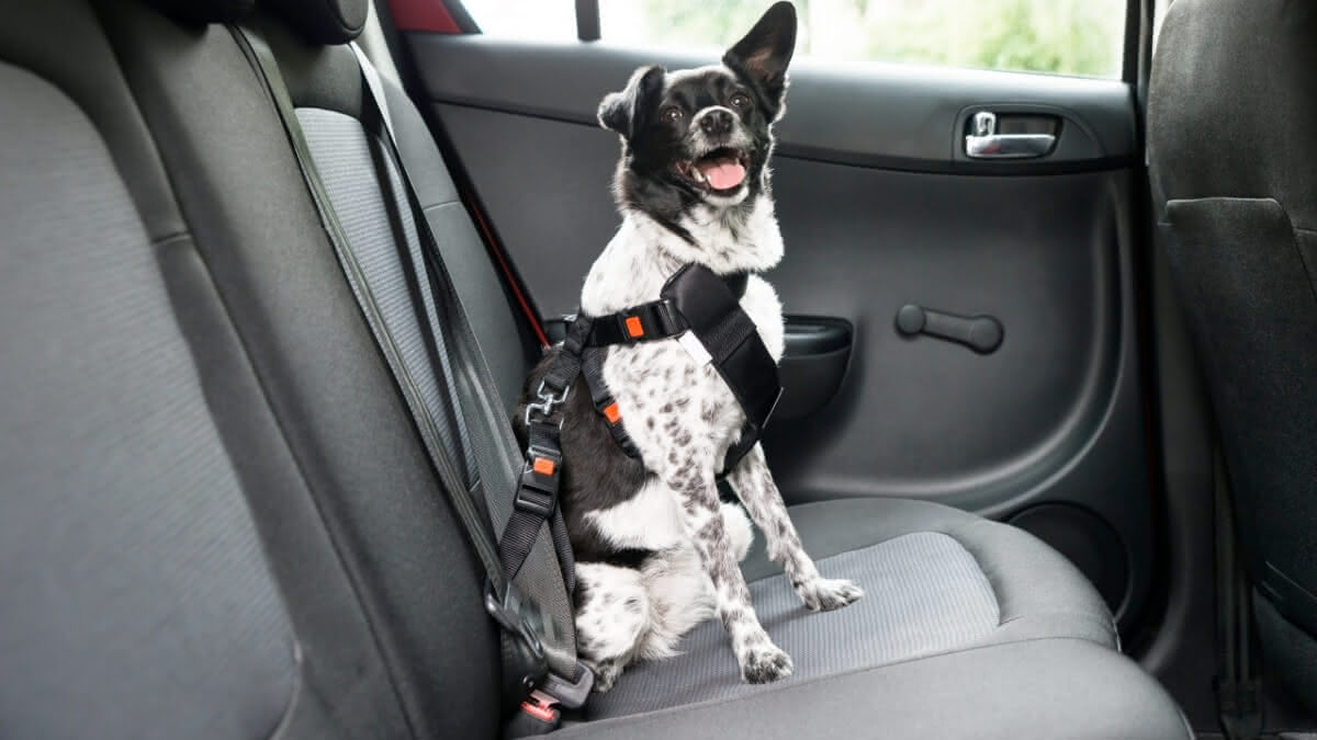 cachorro com cinto de seguranca sentado no banco traseiro do carro