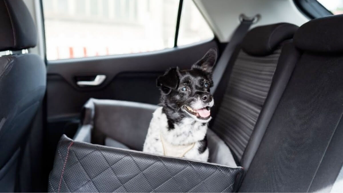 cachorro dentro de um protetor para assento traseiro no carro