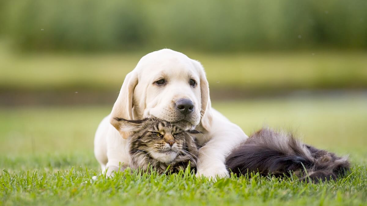 um cão e um gato abraçados e deitados na grama