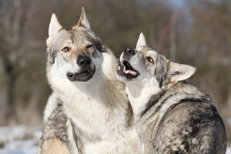 dois cães lobo brincando