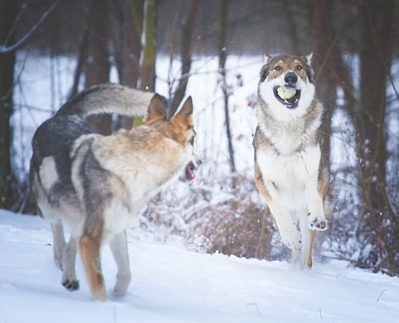dois cães lobo brincando com uma bola