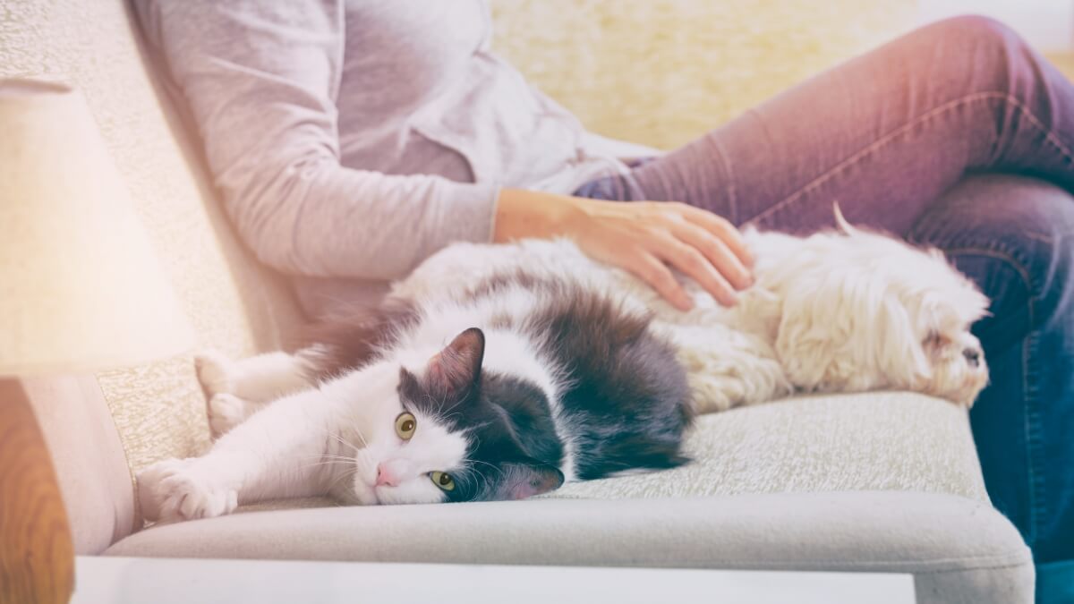 Cachorro, gato e tutor no sofá