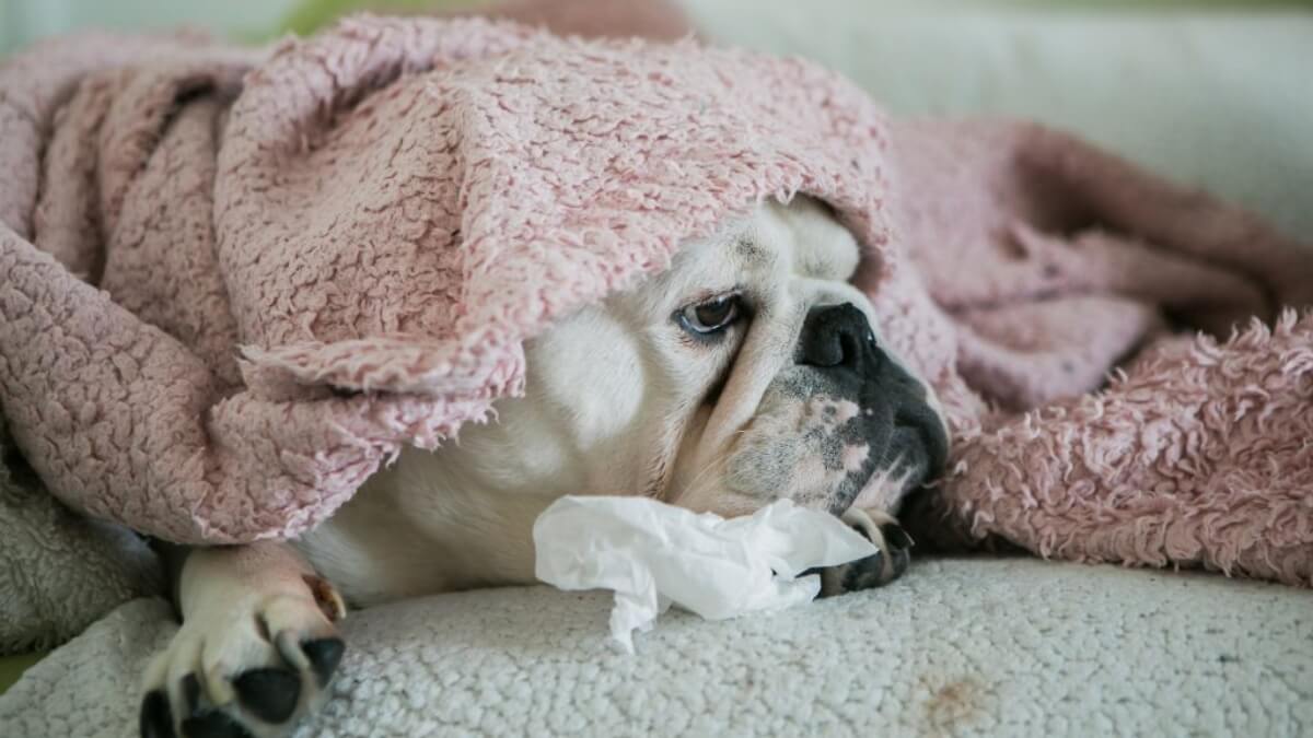 cachorro com gripe debaixo dos cobertores