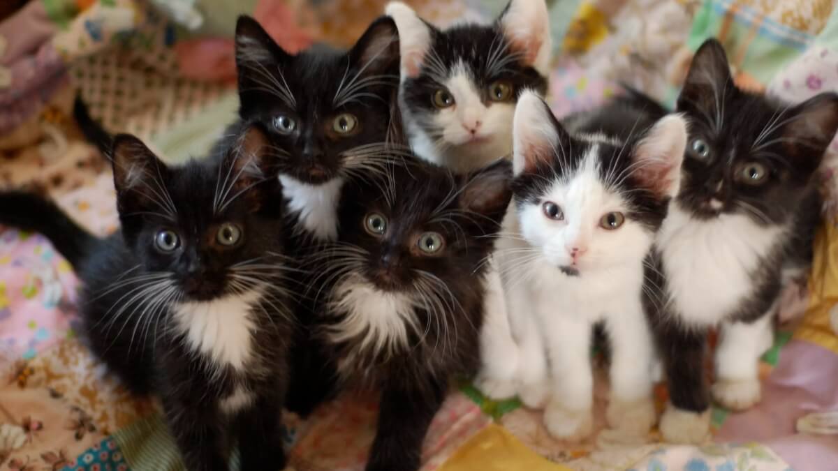 ninhada com 6 gatos filhotes