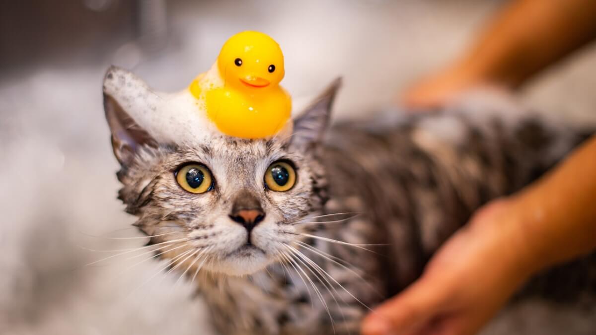 Gato tomando banho em uma banheira com um pato de borracha na cabeça